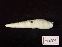 藏品(筍螺)的圖片